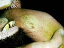 229293_372021_slak_skot2