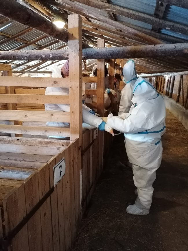 Veterináři ve výběhu s husami