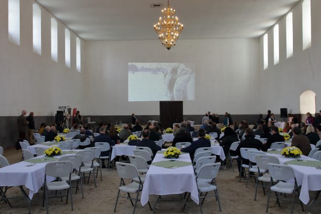 Momentka z hřebčína v Kladrubech