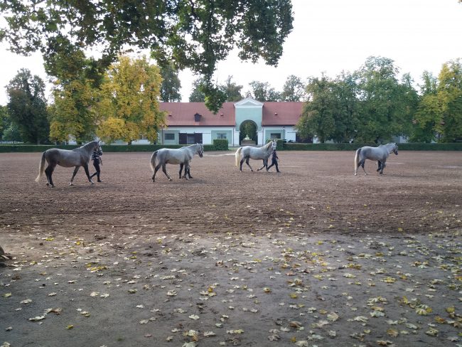 Momentka z hřebčína v Kladrubech