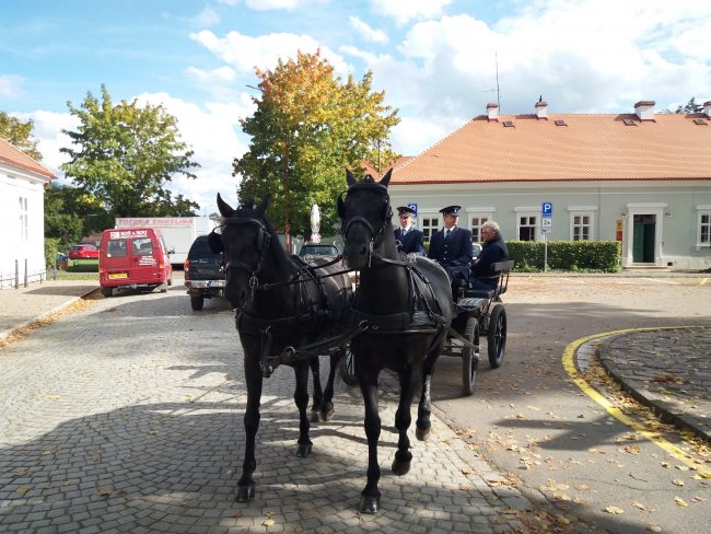 Momentka z hřebčína v Kladrubech