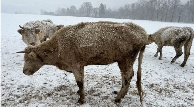 Foto týraného skotu