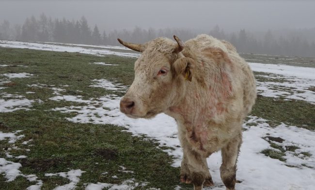 Foto týraného skotu
