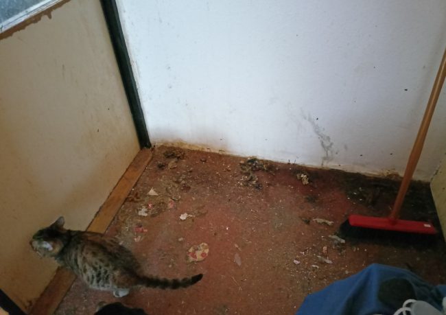 Nevhodné podmínky v chovu koček