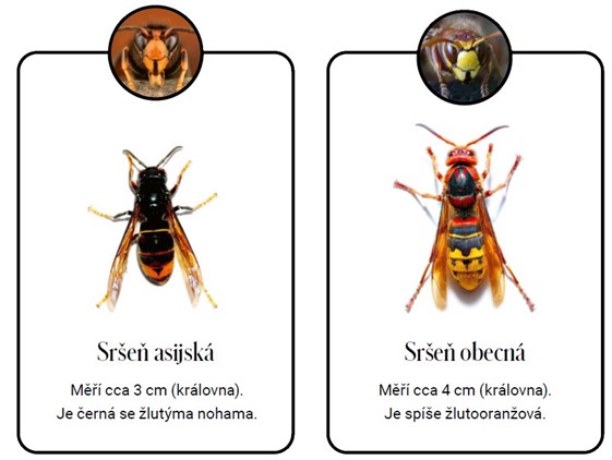 Srsen asijska a srsen obecna porovnani